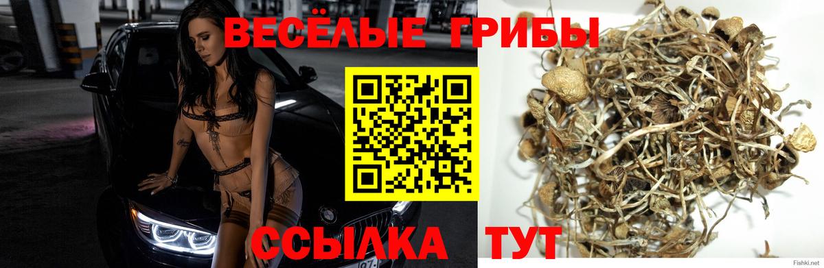как найти закладки  Вход с VPN  Псилоцибиновые грибы Cubensis  Новошахтинск  Псилоцибиновые грибы GOLDEN TEACHER 
